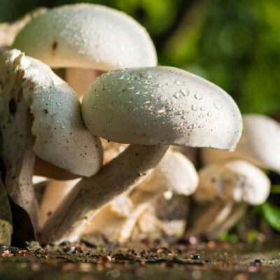 Are mushrooms off the sustainability menu?
